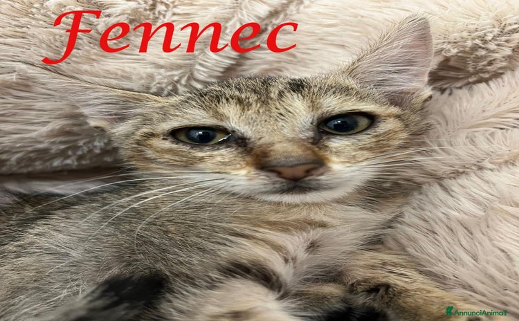 Europeo gatti - Annuncio 8