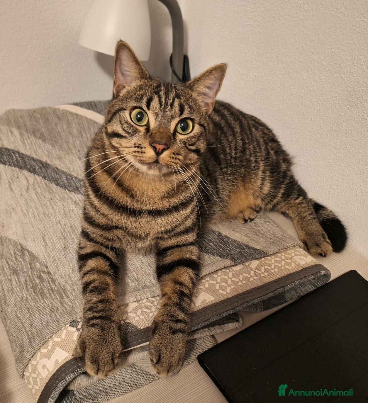 Meticcio gatti in regalo: Coco - bellissimo gatto tigrato - Annuncio 4
