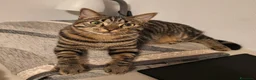 Meticcio gatti in regalo: Coco - bellissimo gatto tigrato a Città Metropolitana di Venezia - Annuncio 1
