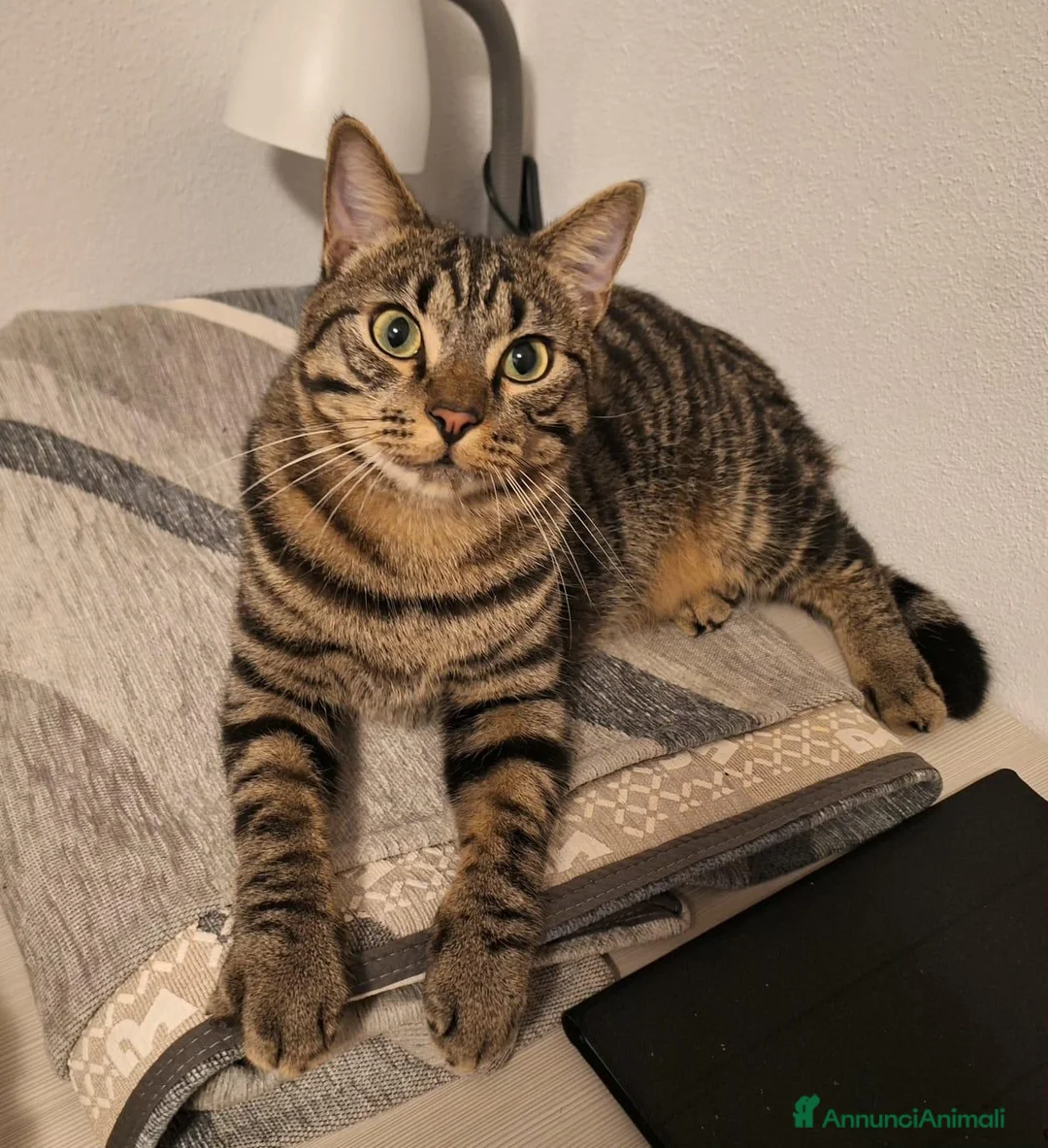Meticcio gatti in regalo: Coco - bellissimo gatto tigrato a Città Metropolitana di Venezia - Annuncio 1