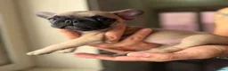 Bulldog Francese cani in vendita: Bulldog francese a Città metropolitana di Catania - Annuncio 11