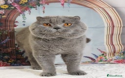 Scottish gatti in vendita: Scottish fold blue - Annuncio 4