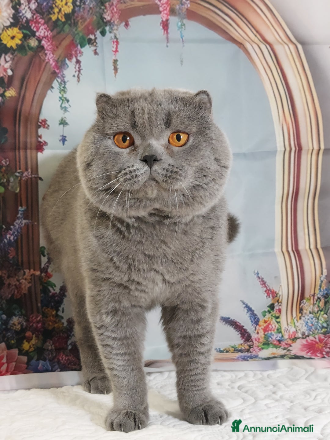Scottish gatti in vendita: Scottish fold blue - Annuncio 4