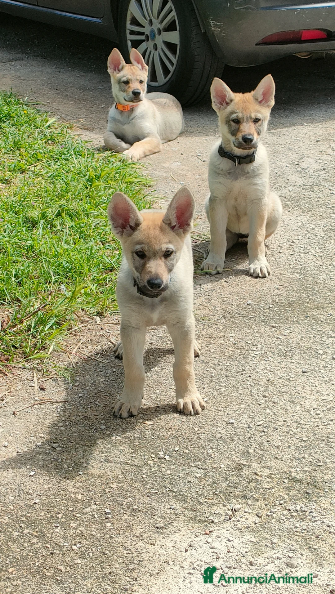 Lupo Cecoslovacco cani in vendita: Cuccioli lupo cecoslovacco  - Annuncio 2