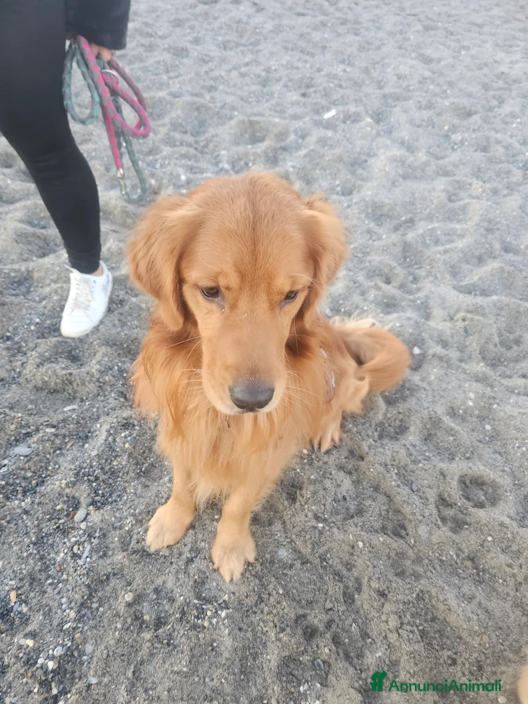 Golden Retriever cani in vendita: CUCCIOLI GOLDEN RETRIVER AMERICANI  - Annuncio 3