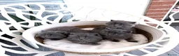 Siberiano gatti in vendita: Gattini siberiani - Annuncio 3