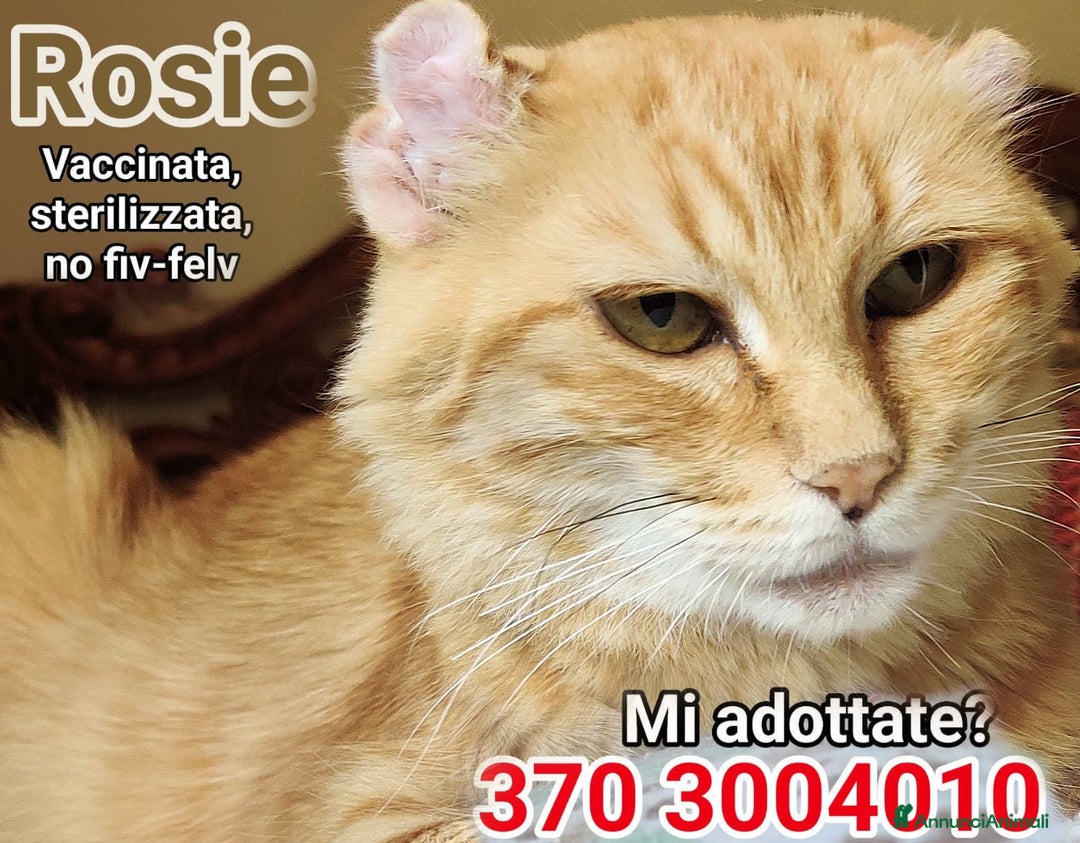 Europeo gatti in regalo: ROSIE CERCA ANCORA CASA - Immagine 1