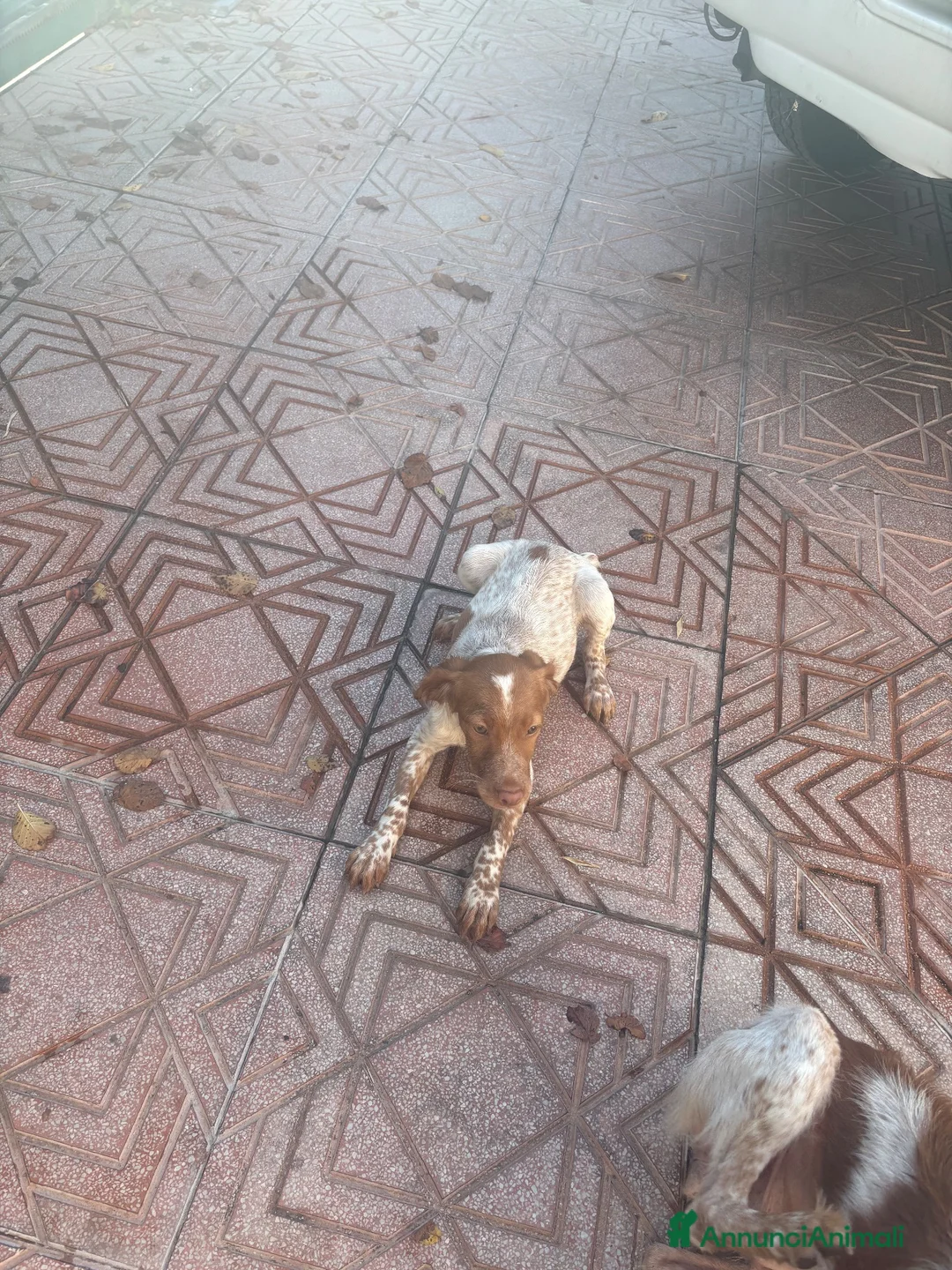 Breton cani in vendita: BRETON ESPAGNEL - Annuncio 4