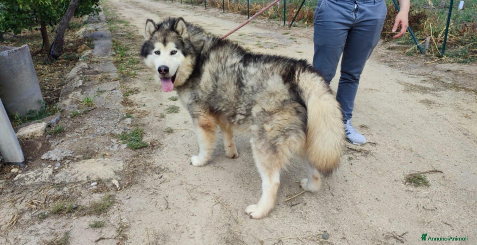 Husky cani Stupendi malamute  IN REGALO a Città metropolitana di Catania - Annuncio 1