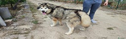 Husky cani in regalo: Stupendi malamute  IN REGALO a Città metropolitana di Catania - Annuncio 1