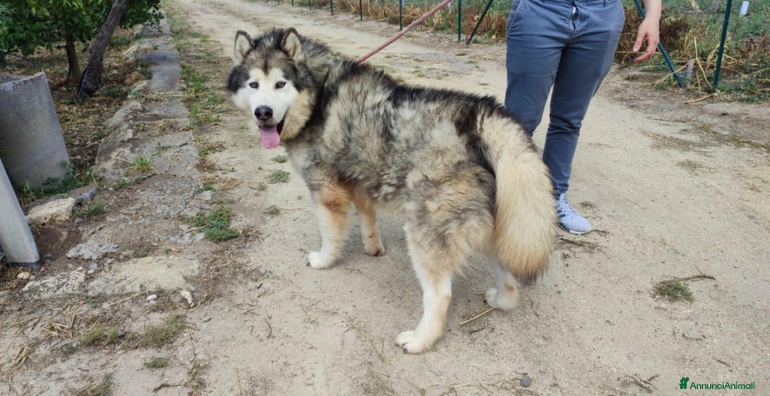 Husky cani in regalo: Stupendi malamute  IN REGALO a Città metropolitana di Catania - Annuncio 1