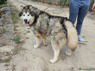 Husky cani Stupendi malamute IN REGALO a Città metropolitana di Catania - Annuncio 4