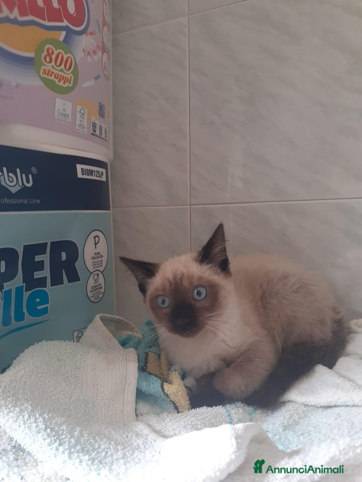 Siamese gatti Gattini di siamese madre  - Annuncio 3