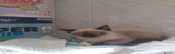 Siamese gatti in vendita: Gattini di siamese madre  - Annuncio 1