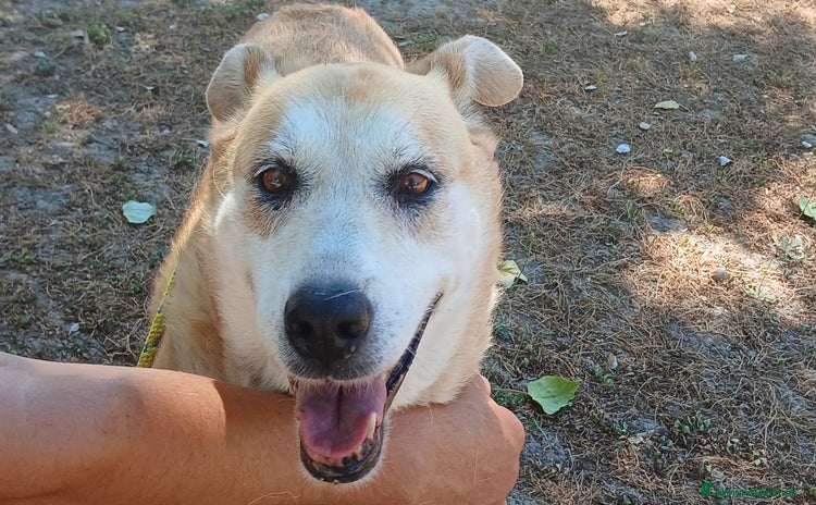 Meticcio cani a Città metropolitana di Roma Capitale - Annuncio 9