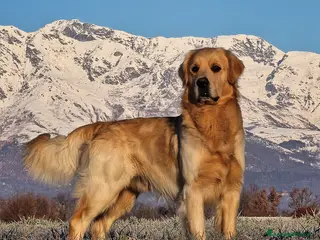 Golden Retriever cani PEDRO cerca fidanzata! - Annuncio 1