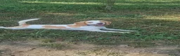 Beagle cani in vendita: Cucciola beagle 1 anno - Annuncio 5
