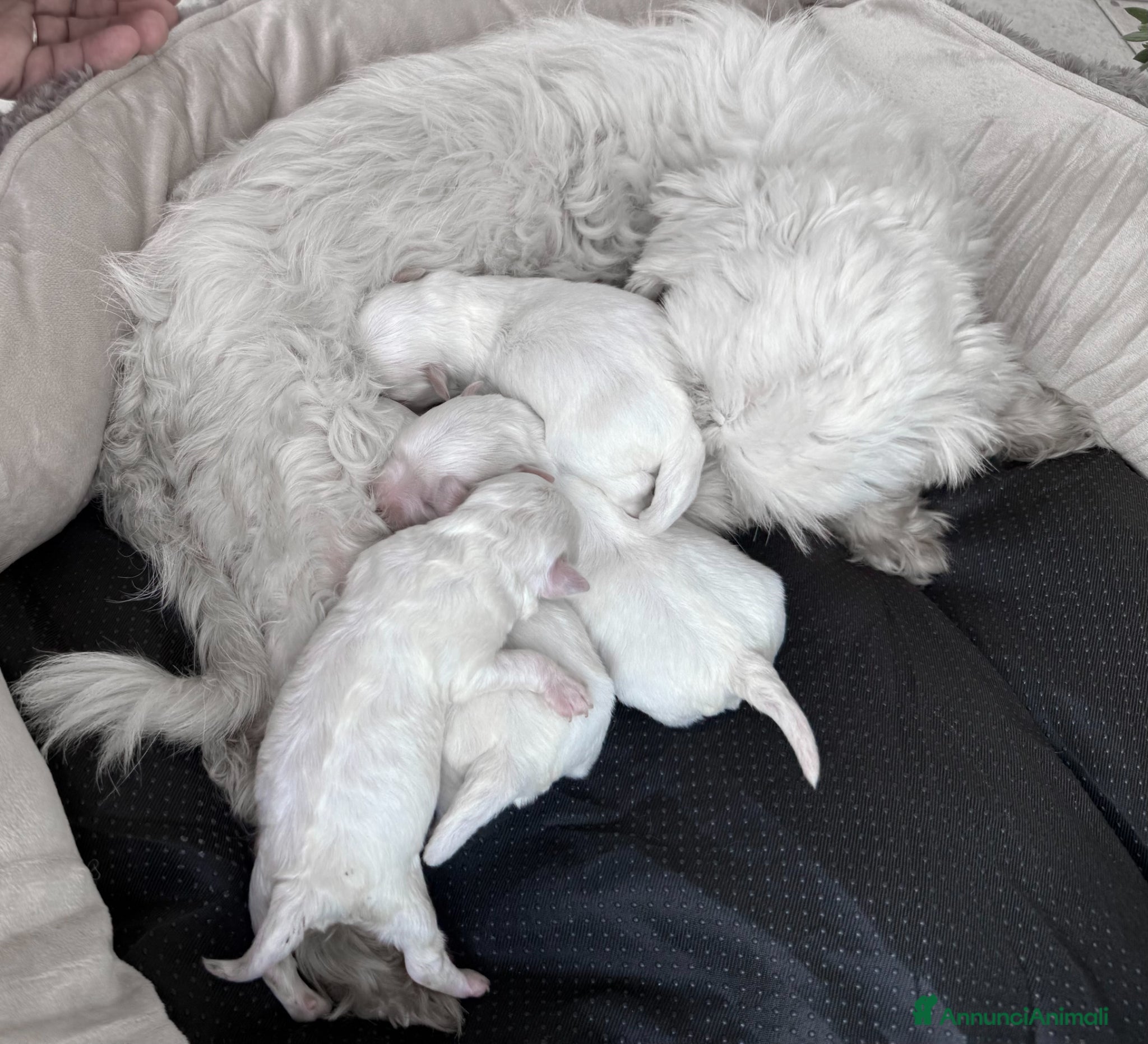 Maltese cani in vendita: Maltese Mini Toy Allevamento Master ENCI - Annuncio 5