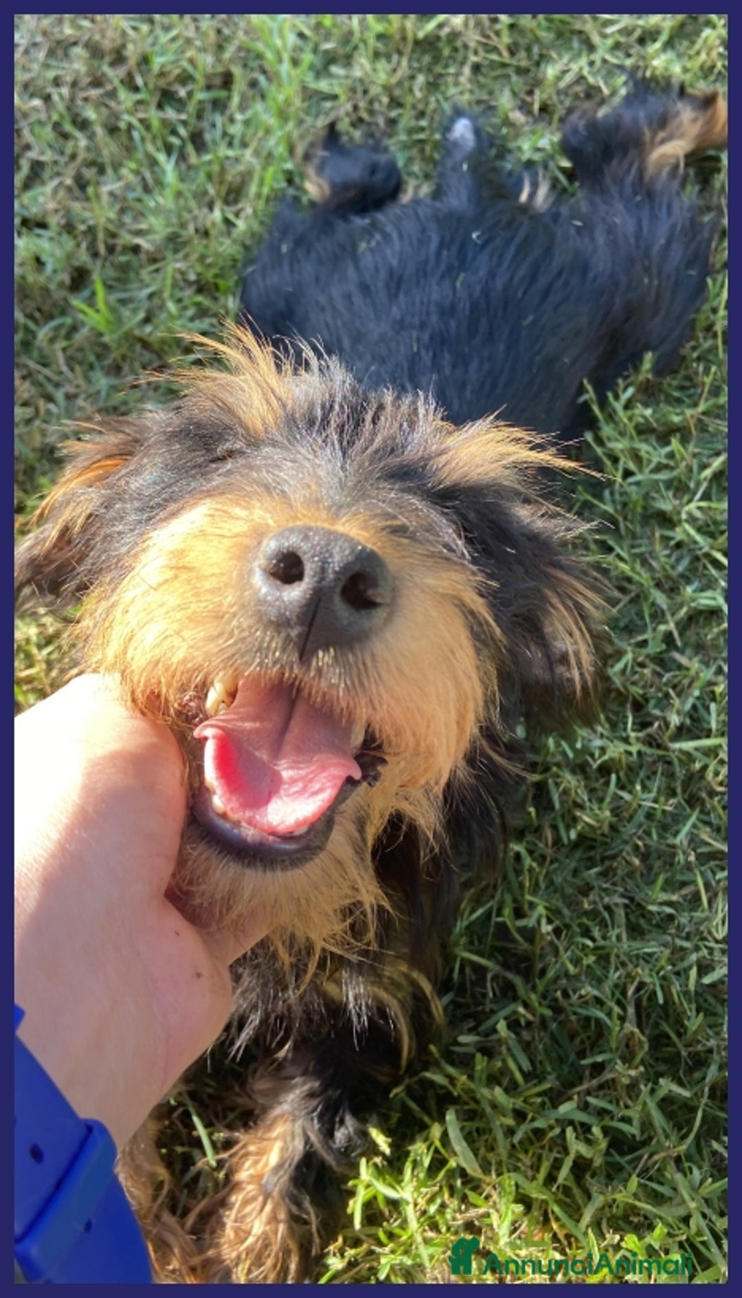 Jack Russell cani in regalo: BECCA JAGDTERRIER 4 ANNI, 8-9 KG, VIVEVA PER STRA a Città metropolitana di Milano - Immagine 8
