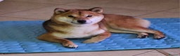 Shiba Inu cani in vendita: Cuccioli di Shiba inu - Annuncio 3