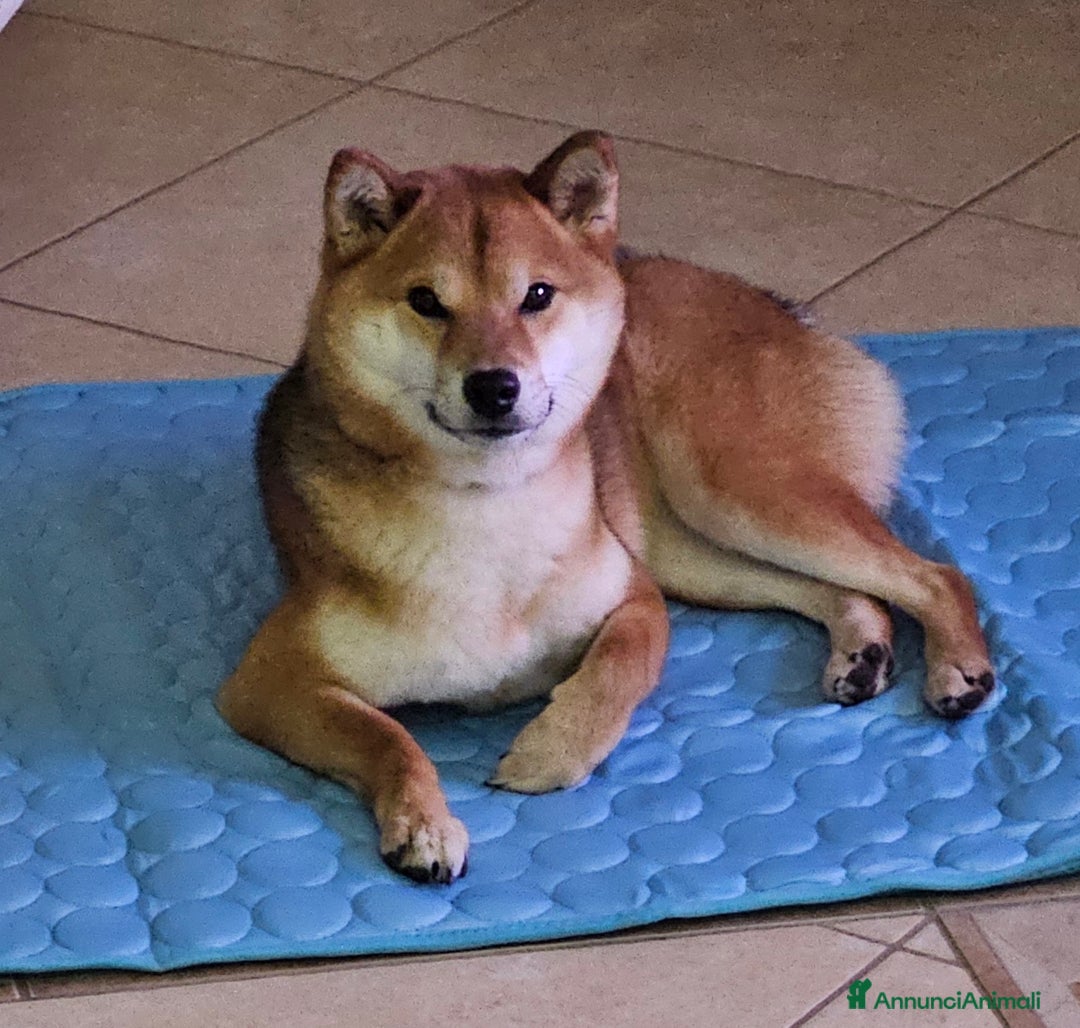 Shiba Inu cani in vendita: Cuccioli di Shiba inu - Annuncio 3
