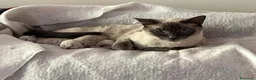 Siamese gatti in vendita: Cuccioli Siamesi thai - Annuncio 1