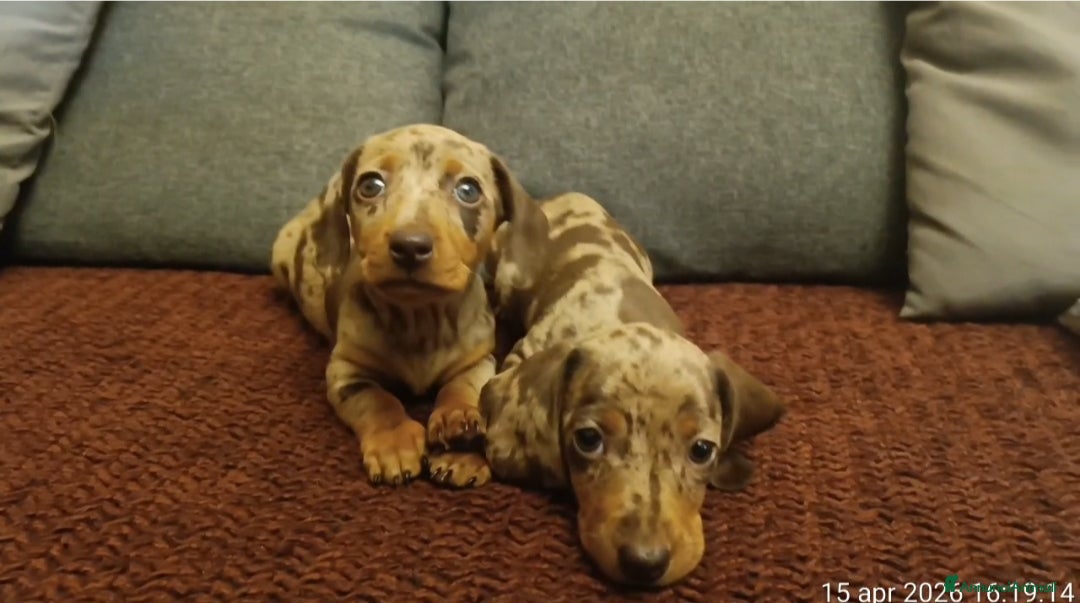 Bassotto cani Bassotte arlecchino - Annuncio 1