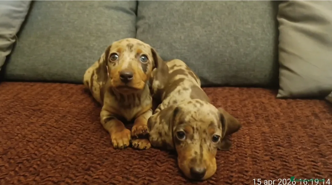 Bassotto cani in vendita: Bassotte arlecchino - Annuncio 1