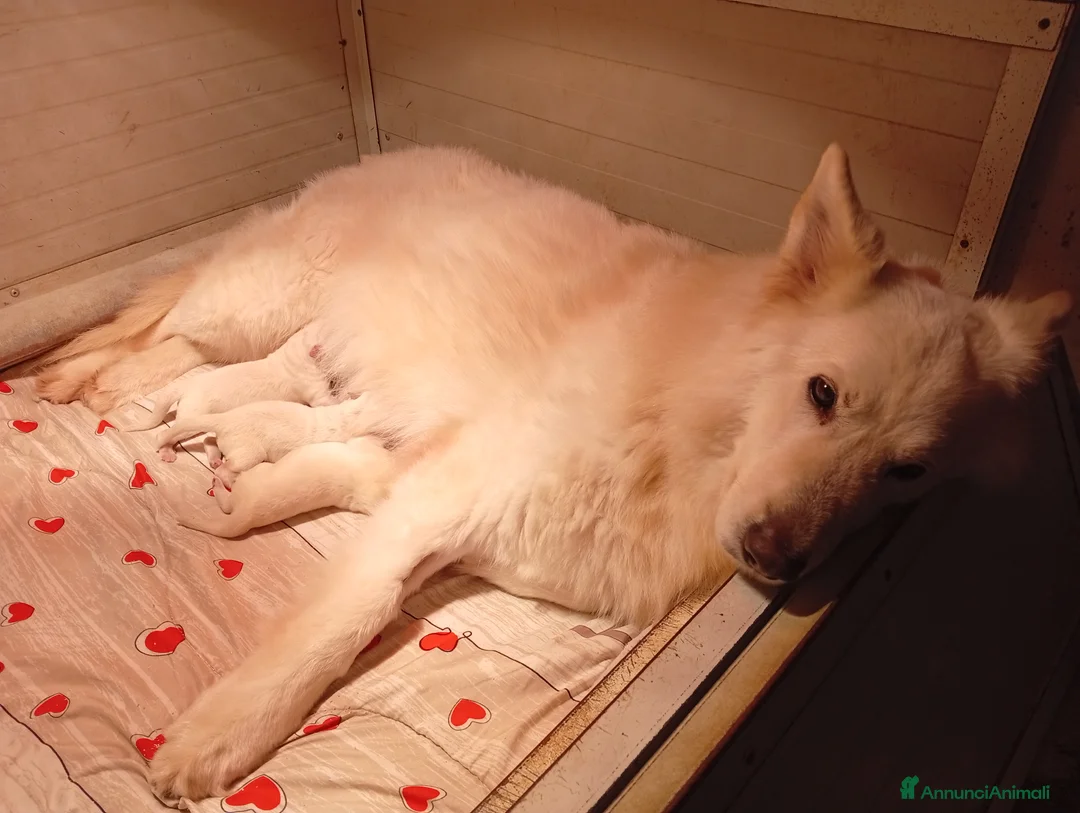 Pastore Svizzero cani in vendita: Cucciolo pastore svizzero bianco  - Annuncio 2