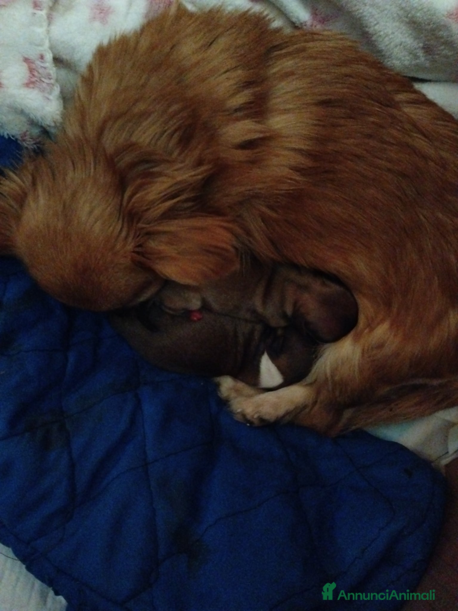 Chihuahua cani Cuccioli di Chihuahua  - Annuncio 1