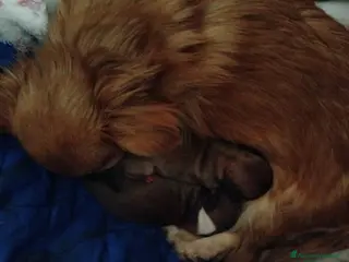 Chihuahua cani Cuccioli di Chihuahua - Annuncio 1