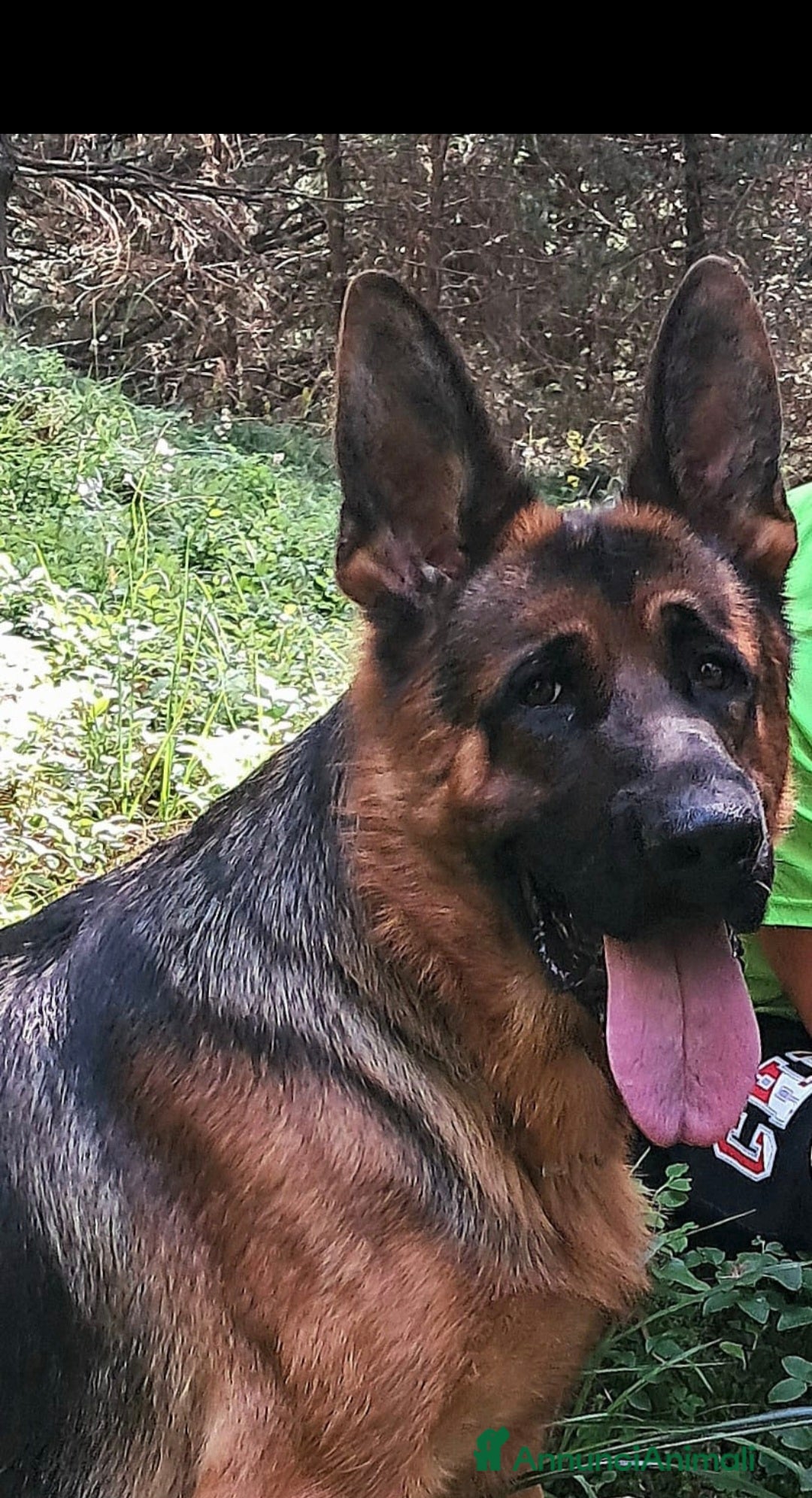 Pastore Tedesco cani Pastore tedesco  - Annuncio 2