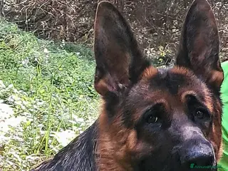 Pastore Tedesco cani Pastore tedesco - Annuncio 2