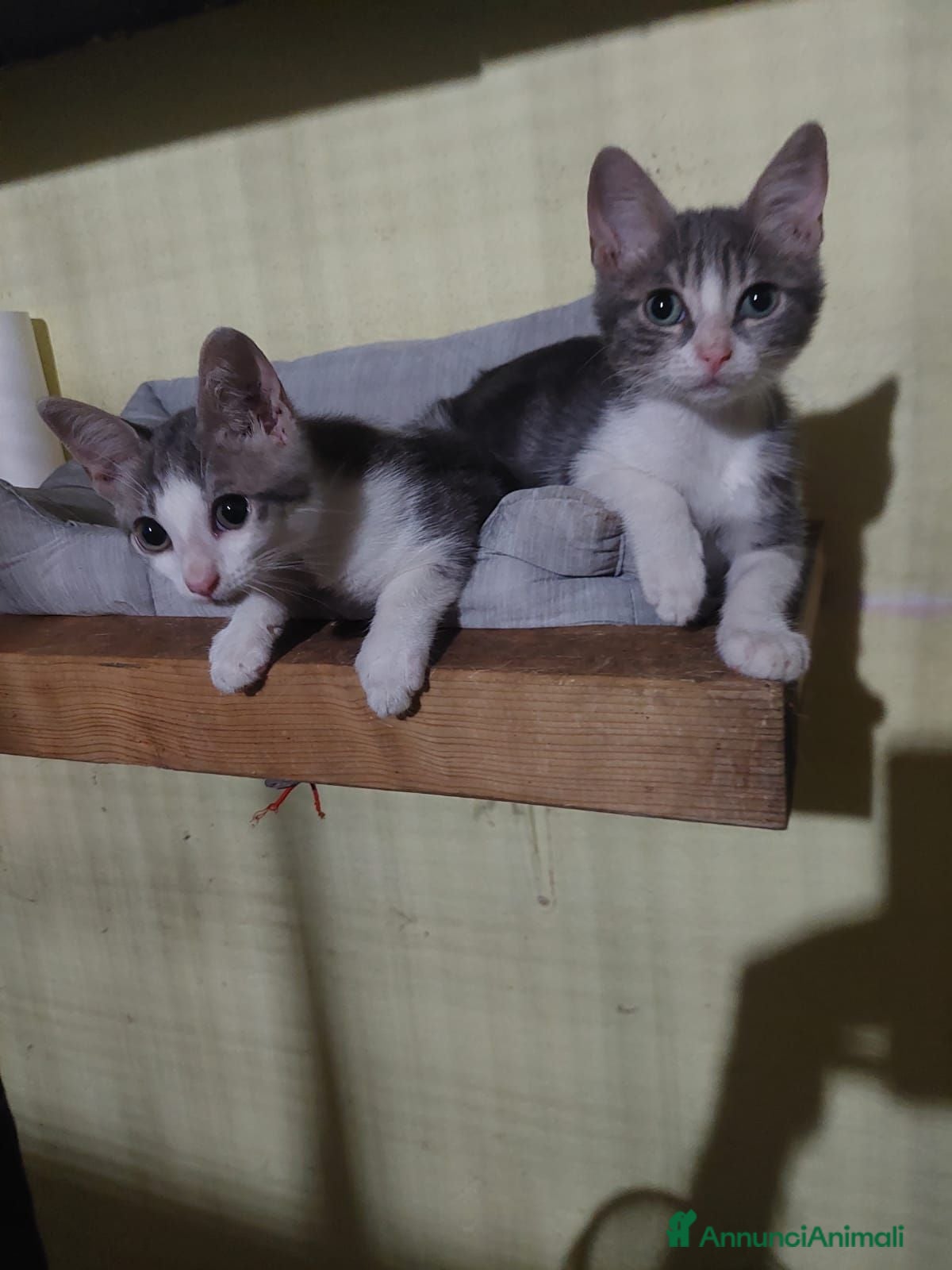 Meticcio gatti  ISIDE E VENERE CERCANO CASA... INSIEME - Annuncio 3