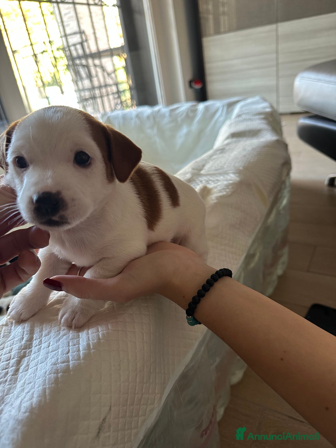 Jack Russell cani in vendita: Jack Russel Terrier di Razza Neri, tricolori  - Annuncio 16