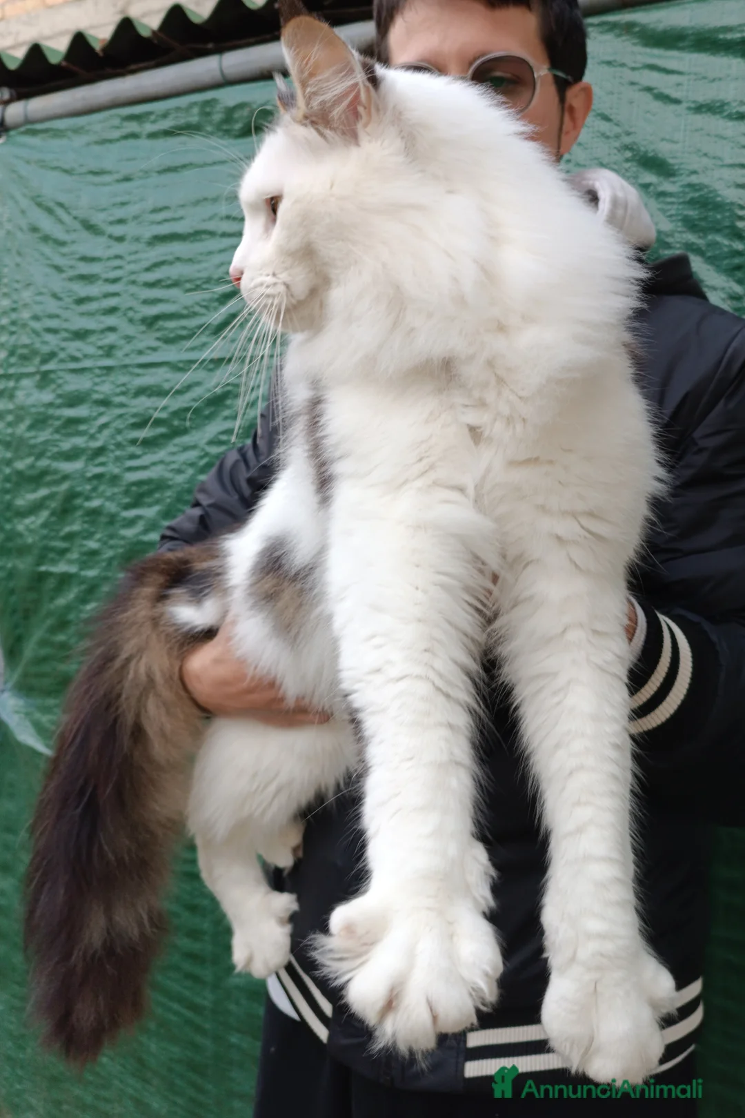 Maine Coon gatti per accoppiamento: Stallone Campione monta Maine Coon accoppiamento a Provincia di Forlì-Cesena - Annuncio 2