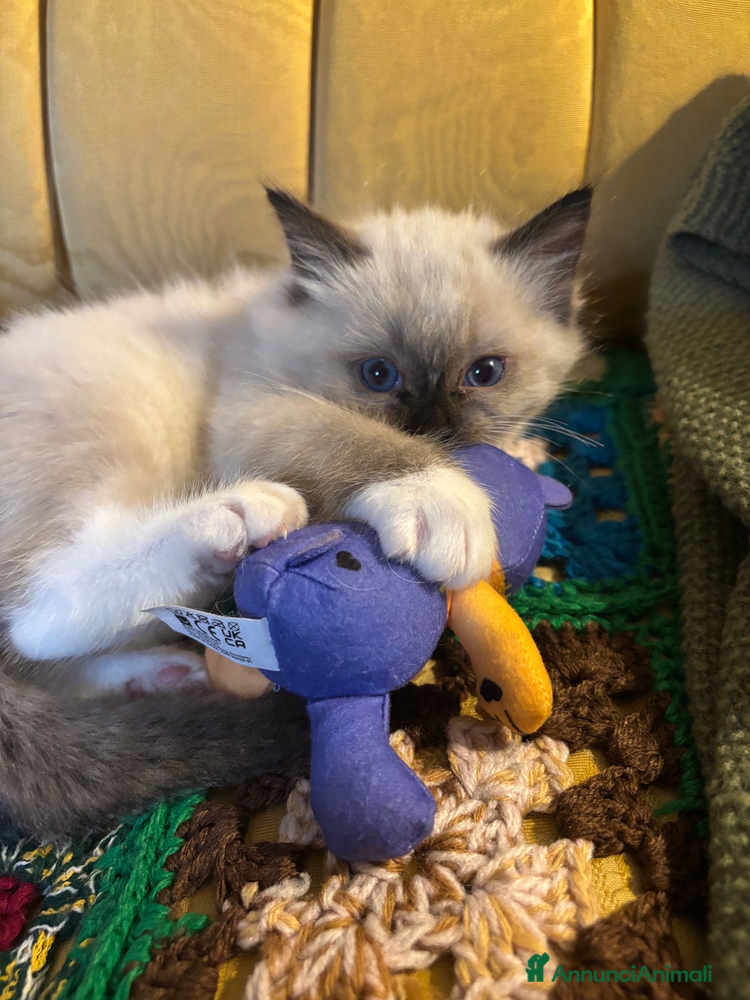 Ragdoll gatti in vendita: Splendidi gattini Ragdoll con pedigree  - Annuncio 2