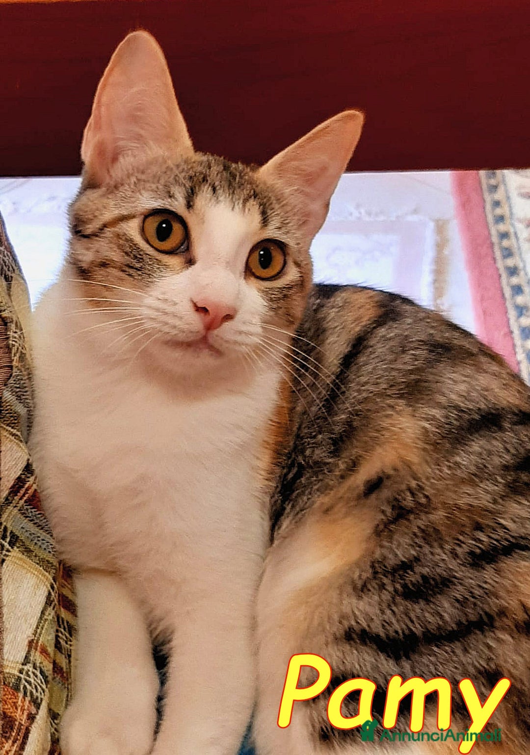 Europeo gatti in regalo:   PELU   E PAMY DOLCISSIMI GATTINI  - Annuncio 5