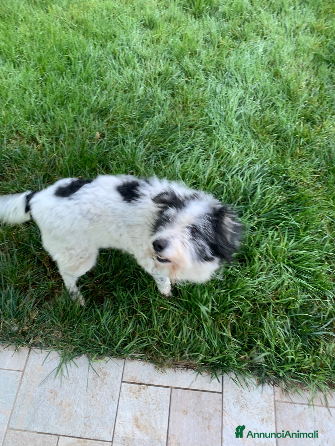 Altre razze cani in regalo: Kira  - Annuncio 4