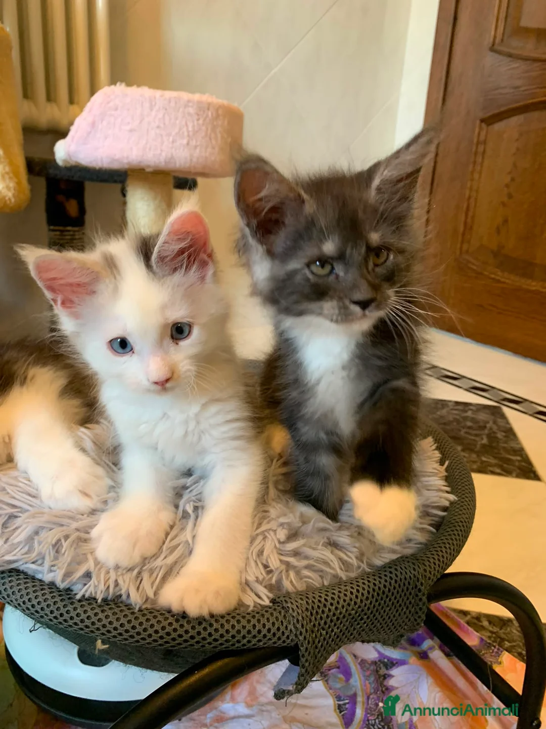 Maine Coon gatti in vendita: Mainecoon - Annuncio 2