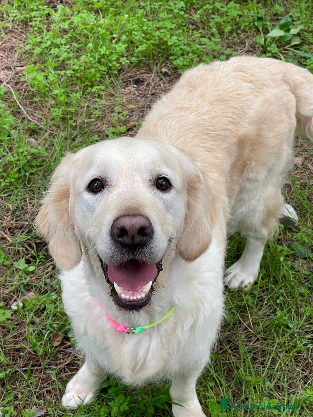 Immagine della galleria {{count}}