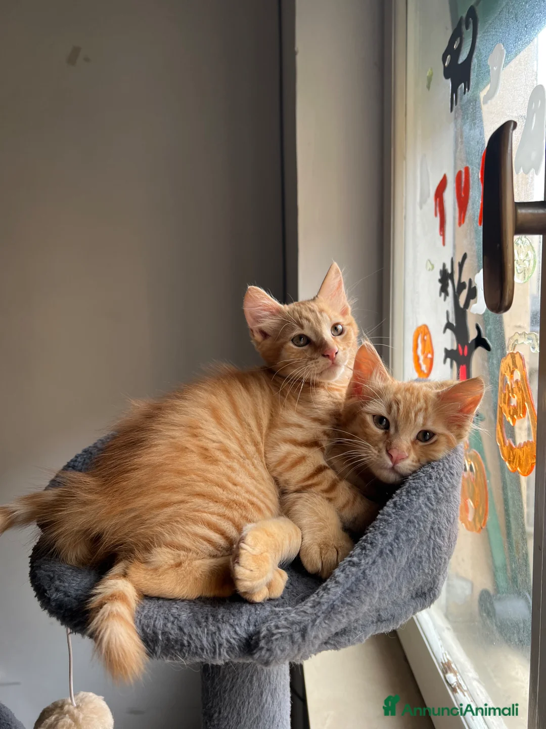 Meticcio gatti in vendita: ADOZIONE DI COPPIA 🐈🐈 - Annuncio 2