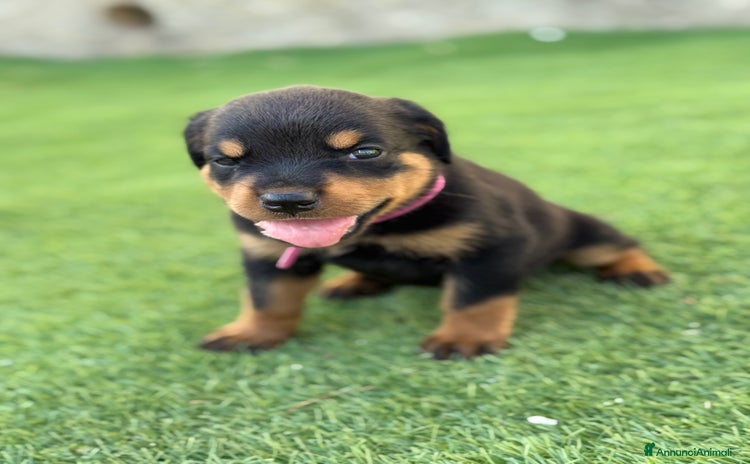 Rottweiler cani a Libero consorzio comunale di Trapani - Annuncio 13