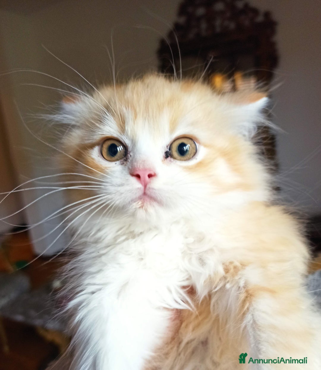 Persiano gatti in vendita: Gattini persiani normotipo  - Annuncio 1