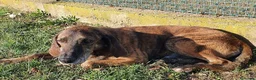 Meticcio cani in regalo: NICK un compagno fedele - Annuncio 4