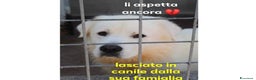 Pastore Maremmano cani in regalo: BEN tradito dalla sua famiglia - Annuncio 1