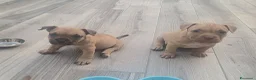 American Bully cani in vendita: American bully POCKET - Annuncio 6
