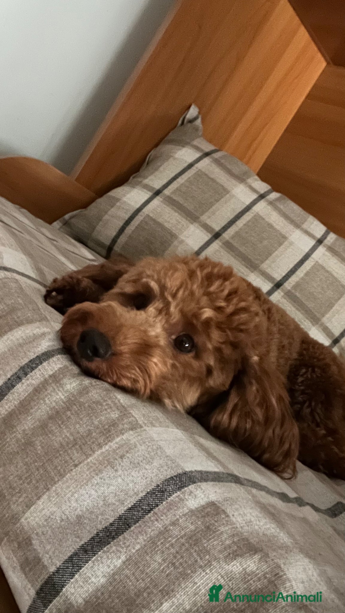 Barboncino cani per accoppiamento: CERCO BARBONCINO NANO FEMMINA DA FAR ACCOPPIARE a Città Metropolitana di Napoli - Annuncio 4