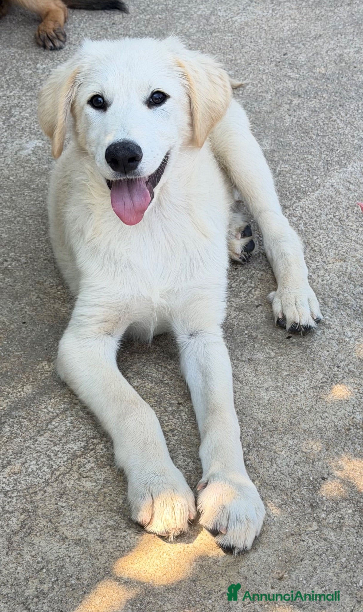 Meticcio cani Dino  - Annuncio 2