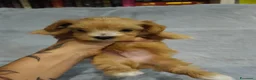 Maltipoo cani in vendita: Bellissimi Toy Maltipoo a Città metropolitana di Roma Capitale - Annuncio 14